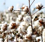 Aegean Cotton