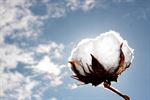Aegean Cotton