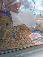 Natural Sesame Seed