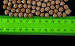 Chickpeas, Black Eye Bean, Fava Bean, Rice Sorts