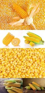 Sunflower, Corn, Soybean, Rapeseed, Sesame Seeds