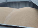 Wheat, Corn, Barley, Oat Flours