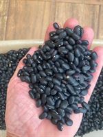 White, Red, Black, Cranberry Beans