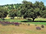 Zeytin yagı